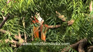 Nesting colony of Painted storks  India [upl. by Tandie]