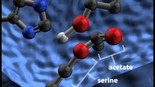 Acetylcholinesterase Cleaving Acetylcholine [upl. by Ecnerwaled635]