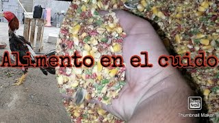 Alimentación en Postura o CuidoGallo Cuarto de RedondaRulas el Gallero [upl. by Karlen]