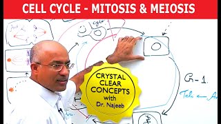 Cell Cycle and Genes  Mitosis amp Meiosis [upl. by Legnalos777]