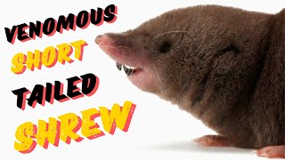 Venomous Short Tailed Shrew [upl. by Bonina391]