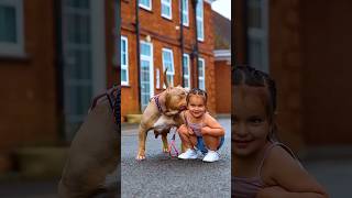 Pitbull 🆚 akita 👿shorts dog americanbully doglover amazingfacts new knowledge ytshorts dog [upl. by Nnahgiel618]