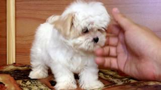 Female Malshi puppy Maltese Shih tzu mix [upl. by Hsiri]