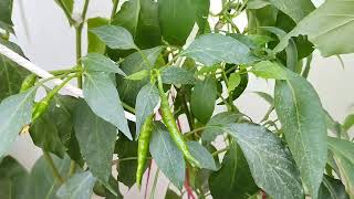 capsicum annuum  my moms kitchen garden [upl. by Valma465]