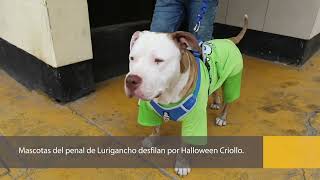 Desfile de mascotas Halloween criollo en el penal de Lurigancho [upl. by Fabio]