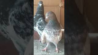 Kalsira kabootar 🕊️🏆 abbaspigeon pigeonzone fancypigeon httpswwwyoutubecomMrNasir143 [upl. by Lolly]