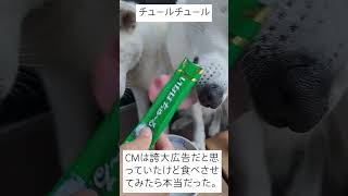 ペット いなばちゅーる チョコ バター CM 犬 [upl. by Kcolttam]