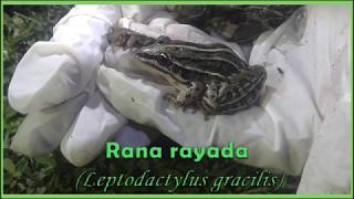 Rana rayada Leptodactylus gracilis IntroBio UNSa [upl. by Bores]