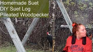 Pileated Woodpecker [upl. by Utir]