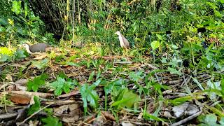 waterhen gallinule dahuk bird trapdahuk pakhir fad toirir poddhotihash dhora fad bog dhora fad [upl. by Niveg634]