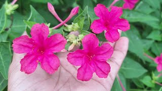 The Beauty Of Mirabilis jalapa [upl. by Wilburt569]