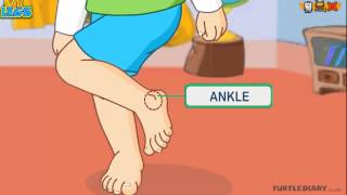 Learn the Parts of the Body  THE LEG  COOL Science for Kids [upl. by Enimsaj]