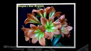 Unusual clivia flowers [upl. by Godiva]