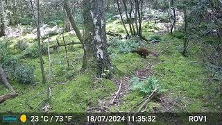 Bad Benteim Germany wildlife  113 Marten during daylight [upl. by Lyrej622]