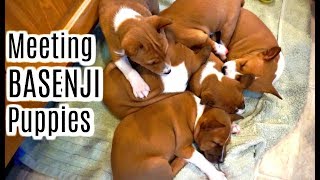 HUGE NEWS Meeting A New Family Member  BASENJI Puppies [upl. by Rikki432]