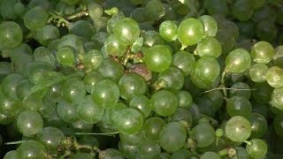 Grape harvest in Rome underway [upl. by Creigh]