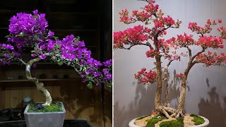 Collection of the most beautiful bougainvillea bonsai masterpiece in 2022 [upl. by Aylsworth]