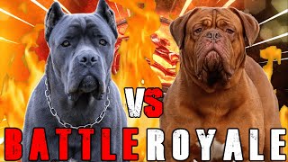 Cane Corso vs French Mastiff  Cane Corso vs Dogue De Bordeaux  Powerful Guard Dog  Billa Boyka [upl. by Eelrihs]