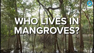 Who Lives in Mangroves [upl. by Barboza141]