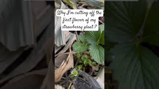 Cutting off the first flower of my Strawberry Plant [upl. by Gloriane]