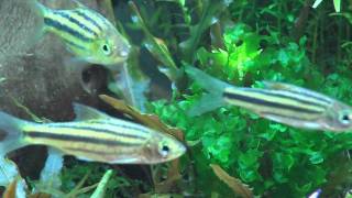 Puntius johorensis Striped Barb [upl. by Inalej]