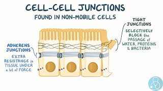 Les jonctions intercellulaires [upl. by Oilla]