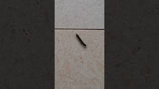 Active and Energetic Millipede shortvideo nature thousandfeet animal arthropoda myriapoda [upl. by Soracco]