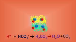 Haldane effect CO2 transport animationIntroductionMechanism amp SignificanceRESPIRATORY SYSTEM [upl. by Nodroj]