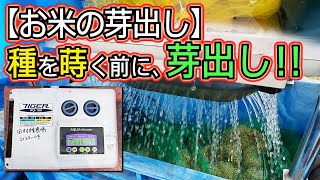 【種籾の催芽さいが】種を蒔く前に「芽出し」をします！ [upl. by Fay]