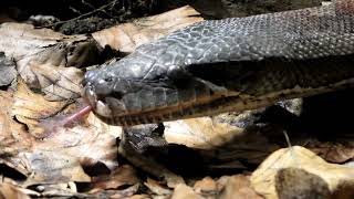 Visited snakes in the Berlin Zoo  Schlangen im TierparkBerlin besucht [upl. by Trask661]