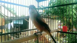 mastran birds Cendet toet toet Cocok Untuk Masteran Cendet macet [upl. by Herrah]