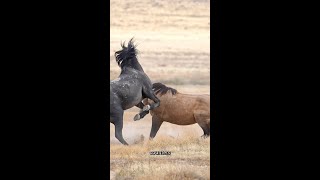 Best Wild Horses Wild Horse Shorts 778 [upl. by Zacarias]