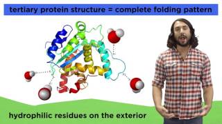 Protein Structure [upl. by Cecilia]