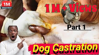 Dog Castration By Open Method 🐕🩸 PART 1  dogshorts cutedog castration shorts shortsvideo [upl. by Robb]