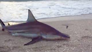 Shark Fishing  Two Sharks Caught SAME TIME [upl. by Rehpinnej289]