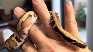 Ariel5 month old Brongersmai blood python handling video [upl. by Name]