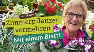 Zimmerpflanzen vermehren  Manchmal reicht ein einziges Blatt [upl. by Clarence]