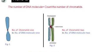 How to count chromosomes and DNA molecules during mitosis [upl. by Gerius904]