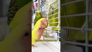 Parrot special water feeder striker waterer parrot supplies bird raising good things recommended [upl. by Lemaceon]