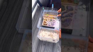 Moving My Pet Ants  Harvester Ants Pogonomyrmex badius [upl. by Lanrev]