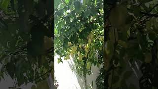 Star Fruitcarambola fruit plant in my small gardeneasy maintain [upl. by Aikel984]