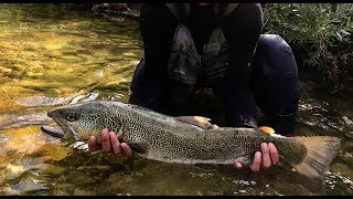 Slovenia  Marmorata  Sight Fishing  June 2014 [upl. by Yelich]