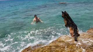 German Shepherd saving people from drowning by innate way [upl. by Erodeht]