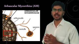 Plant Fungus interaction in Mycorrhizae [upl. by Dori672]