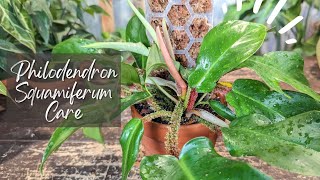 Philodendron Squamiferum Care And Repot  MOSS POLE ADDED [upl. by Adnola]