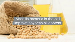 Soybean root secretions promote Massilia bacteria colonization improving seed oil content [upl. by Immak]