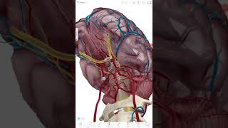 interpeduncular fossa  boundaries and contents [upl. by Edelstein]