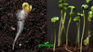 Radish Seed Timelapse Fail 20 days growth from seed germination [upl. by Nosduh]