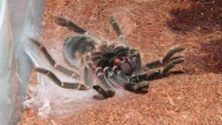 Timelapse Tarantula Molting [upl. by Ened]