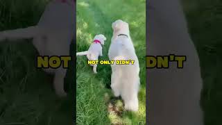 Little Golden retriever will be golden retriever’s eyes 🥹 animals shortvideo shorts story dog [upl. by Nira]